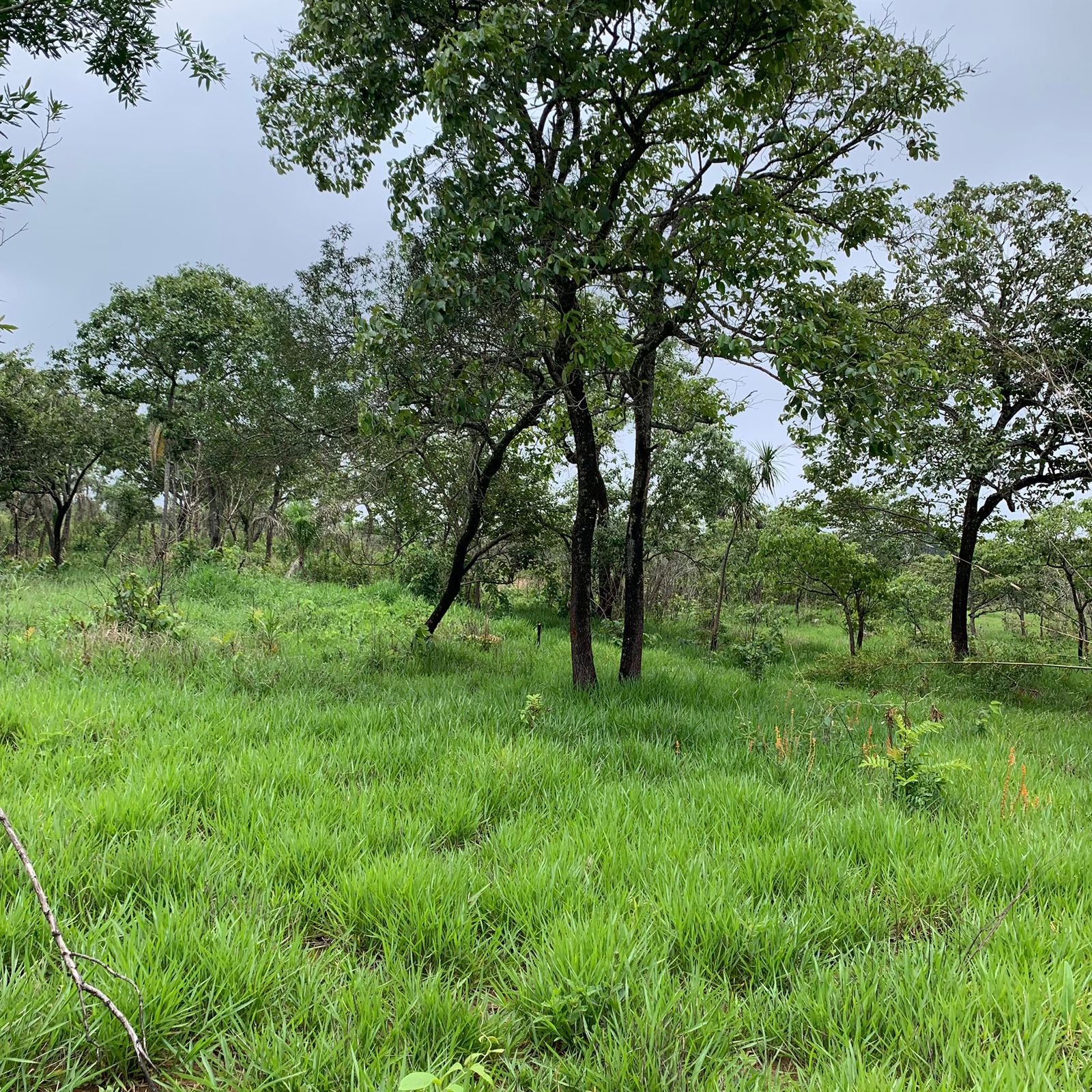 Paisagem 19